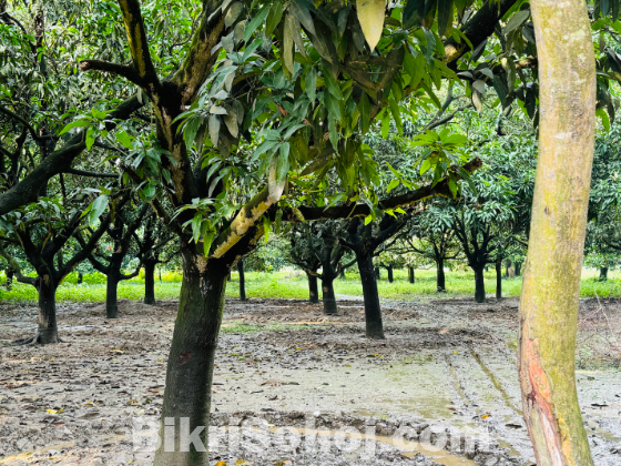 ২৩ টি আম গাছ সহ ৪৯ শতক (৩০ কাঠা প্রায়) জমি বিক্রি হবে ।